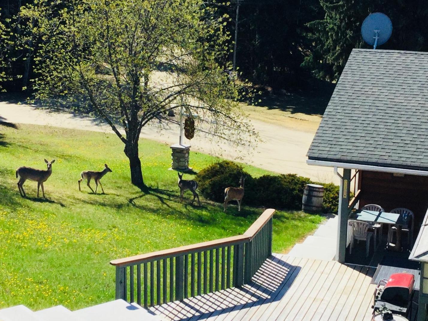 Dream Catcher Inn Valemount Exterior foto